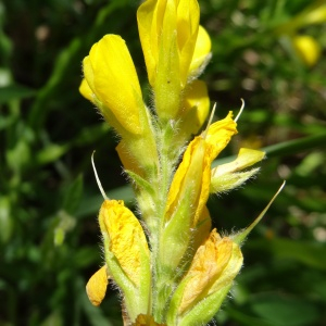 Photographie n°2450239 du taxon Genista sagittalis L.