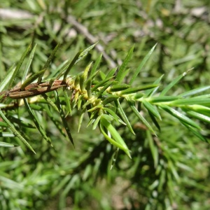 Photographie n°2450258 du taxon Juniperus communis L. [1753]