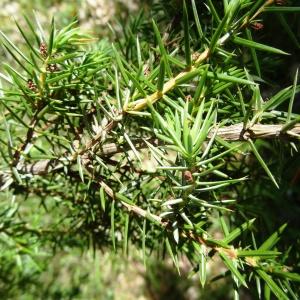 Photographie n°2450260 du taxon Juniperus communis L. [1753]