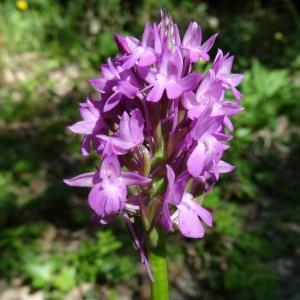 Photographie n°2450263 du taxon Anacamptis pyramidalis (L.) Rich. [1817]