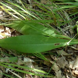 Photographie n°2450324 du taxon Pulmonaria longifolia subsp. cevennensis Bolliger [1982]