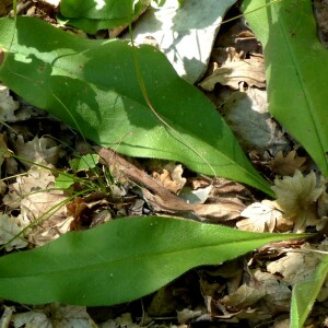  - Pulmonaria longifolia subsp. cevennensis Bolliger [1982]