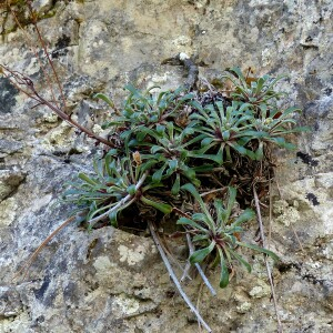  - Saxifraga lantoscana Boiss. & Reut. [1856]