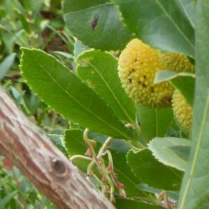 Photographie n°2450330 du taxon Arbutus unedo L. [1753]