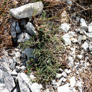 Photographie n°2450365 du taxon Genista pulchella Vis. [1830]