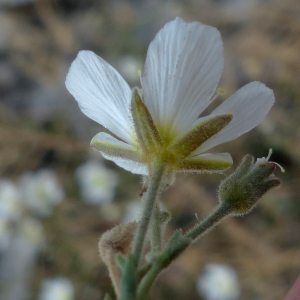 Photographie n°2450380 du taxon Minuartia capillacea (All.) Graebn. [1918]