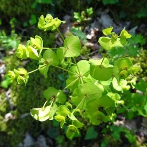 Photographie n°2450418 du taxon Euphorbia amygdaloides L.