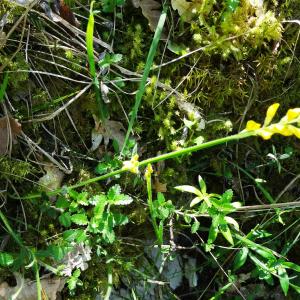 Photographie n°2450437 du taxon Genista sagittalis L.