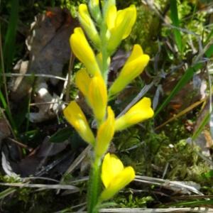 Photographie n°2450438 du taxon Genista sagittalis L.