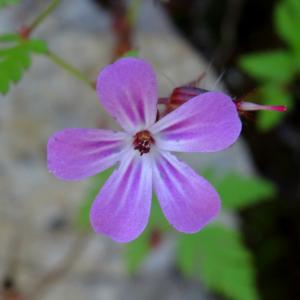 Photographie n°2450445 du taxon Geranium robertianum L.