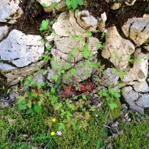 Photographie n°2450447 du taxon Geranium robertianum L.