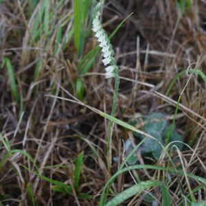 Photographie n°2450461 du taxon Spiranthes spiralis (L.) Chevall.