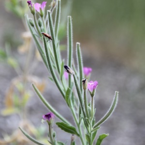 Photographie n°2450467 du taxon Epilobium hirsutum L. [1753]