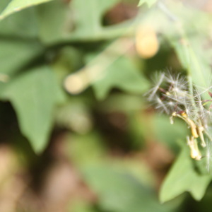 Photographie n°2450468 du taxon Lactuca muralis (L.) Gaertn. [1791]