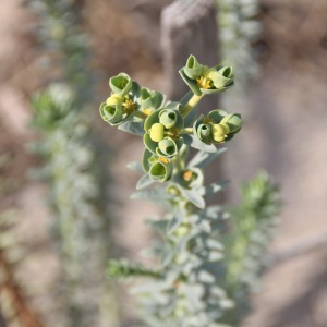 Photographie n°2450471 du taxon Euphorbia paralias L. [1753]