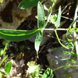 Photographie n°2450501 du taxon Anthyllis vulneraria L.
