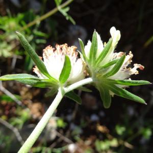 Photographie n°2450503 du taxon Anthyllis vulneraria L.