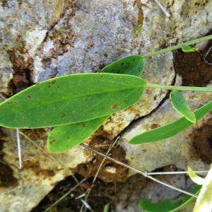 Photographie n°2450504 du taxon Anthyllis vulneraria L.