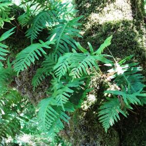 Photographie n°2450511 du taxon Polypodium cambricum L. [1753]