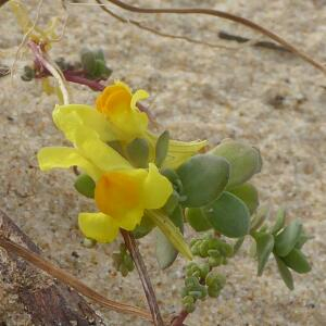 Photographie n°2450532 du taxon Linaria thymifolia DC. [1805]