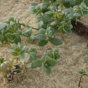 Photographie n°2450541 du taxon Linaria thymifolia DC. [1805]