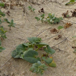 Photographie n°2450542 du taxon Linaria thymifolia DC. [1805]