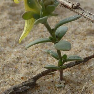 Photographie n°2450544 du taxon Linaria thymifolia DC. [1805]