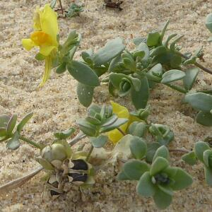 Photographie n°2450545 du taxon Linaria thymifolia DC. [1805]