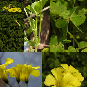 Photographie n°2450578 du taxon Oxalis pes-caprae L.