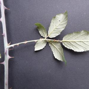Photographie n°2450606 du taxon Rubus ulmifolius Schott [1818]