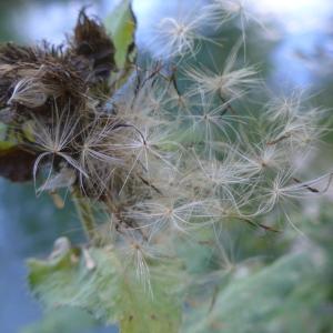 Photographie n°2450621 du taxon Cirsium oleraceum (L.) Scop.