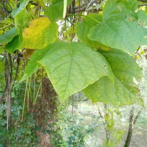 Photographie n°2450631 du taxon Catalpa bignonioides Walter [1788]