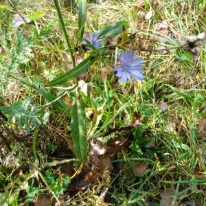 Photographie n°2450668 du taxon Cichorium intybus L. [1753]