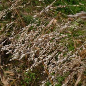 Photographie n°2450683 du taxon Panicum miliaceum subsp. ruderale (Kitag.) Tzvelev [1968]