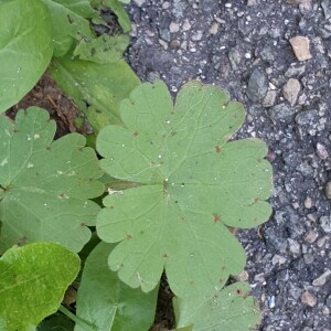 Photographie n°2450700 du taxon Geranium rotundifolium L. [1753]