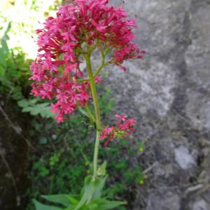 Photographie n°2450708 du taxon Centranthus ruber subsp. ruber 