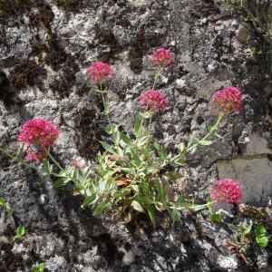 Photographie n°2450709 du taxon Centranthus ruber subsp. ruber 