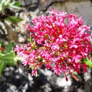 Photographie n°2450710 du taxon Centranthus ruber subsp. ruber 