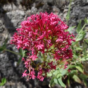 Photographie n°2450711 du taxon Centranthus ruber subsp. ruber 