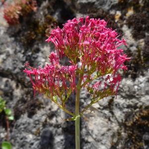 Photographie n°2450712 du taxon Centranthus ruber subsp. ruber 