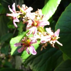 Photographie n°2450714 du taxon Bergenia crassifolia (L.) Fritsch [1889]