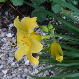  - Hemerocallis lilioasphodelus L. [1753]