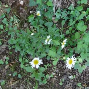 Photographie n°2450733 du taxon Leucanthemum vulgare Lam. [1779]