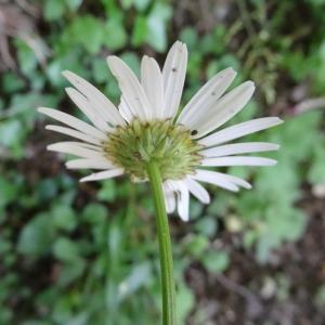 Photographie n°2450734 du taxon Leucanthemum vulgare Lam. [1779]