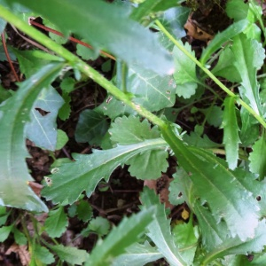 Photographie n°2450735 du taxon Leucanthemum vulgare Lam. [1779]