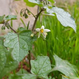 Photographie n°2450892 du taxon Solanum nigrum L.