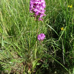 Photographie n°2450907 du taxon Anacamptis pyramidalis var. pyramidalis