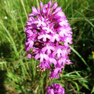 Photographie n°2450908 du taxon Anacamptis pyramidalis var. pyramidalis