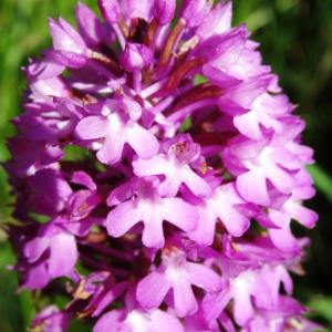 Photographie n°2450909 du taxon Anacamptis pyramidalis var. pyramidalis