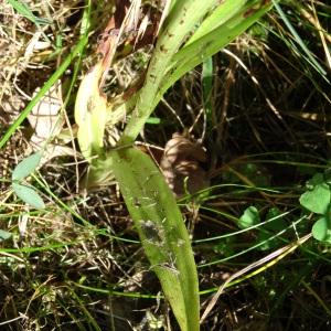 Photographie n°2450910 du taxon Anacamptis pyramidalis var. pyramidalis